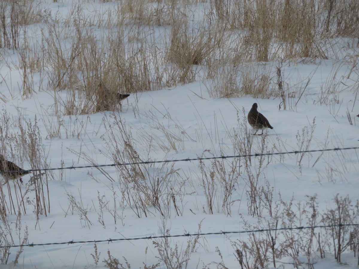 Gray Partridge - ML627509555