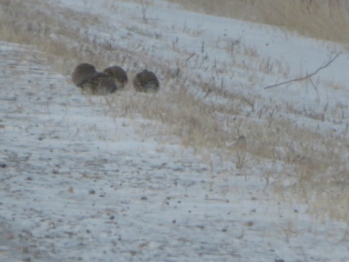 Gray Partridge - ML627509556