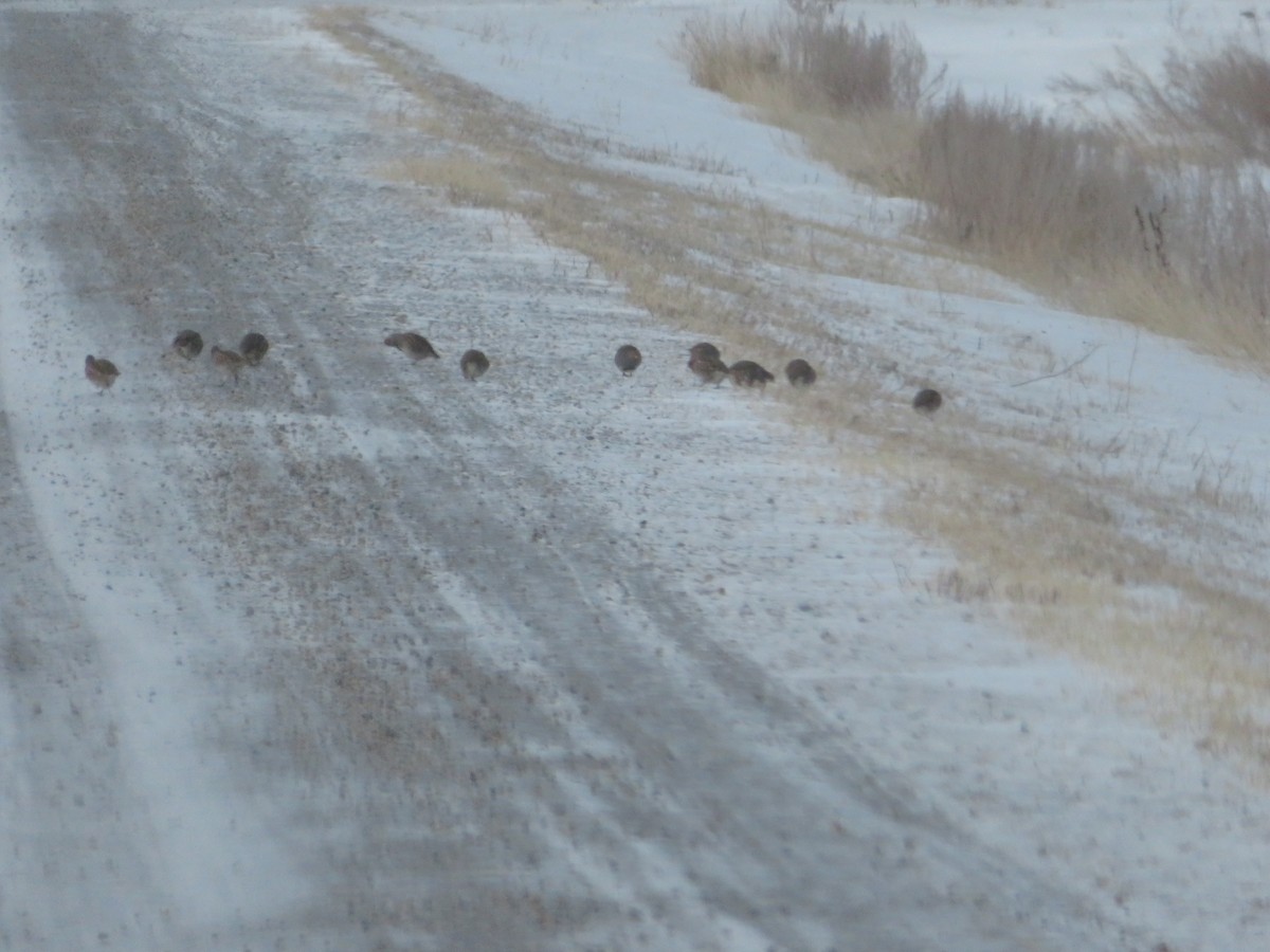 Gray Partridge - ML627509557