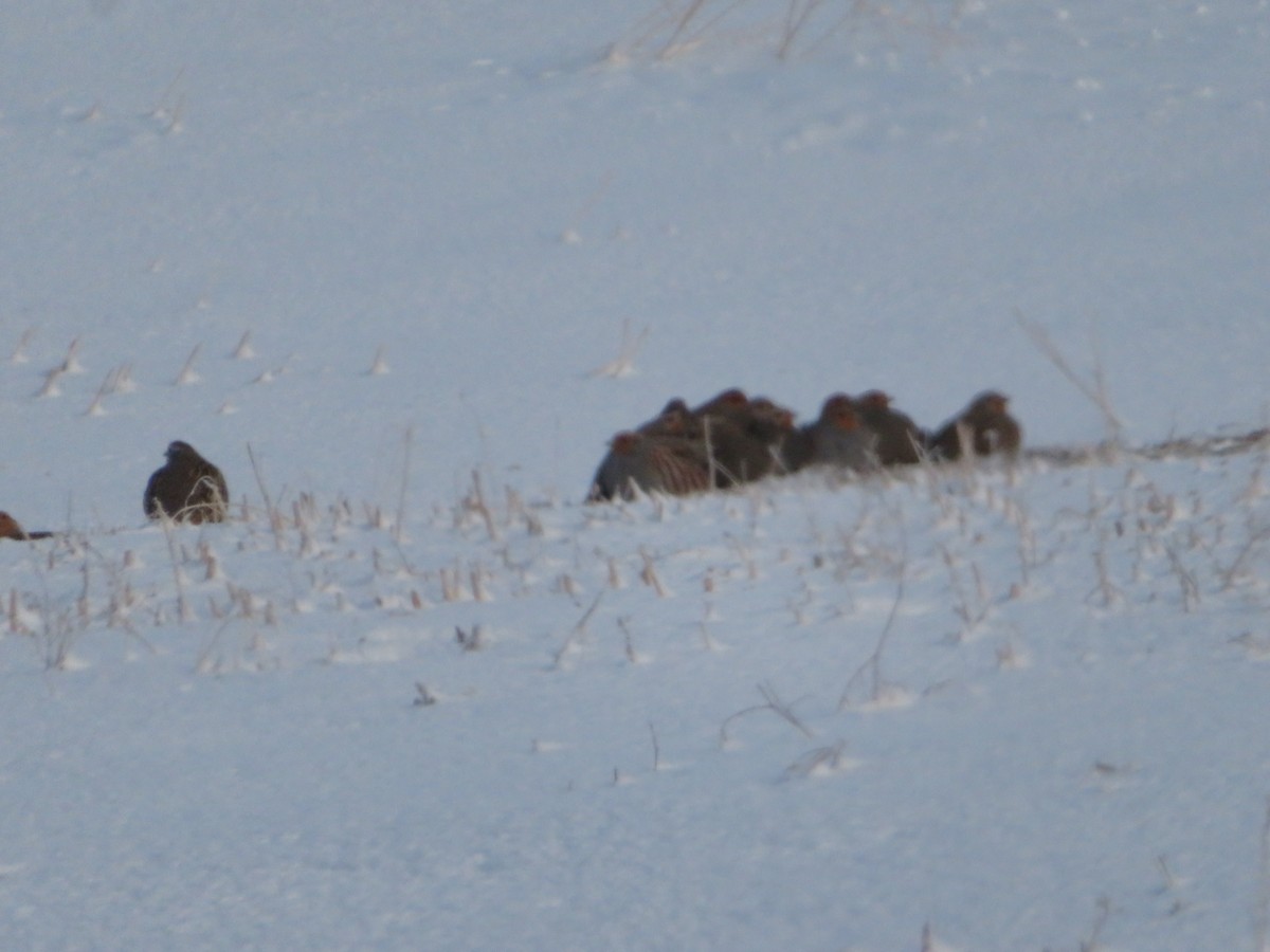 Gray Partridge - ML627509558