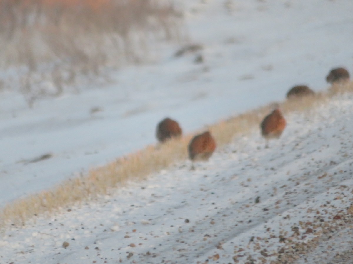 Gray Partridge - ML627509559