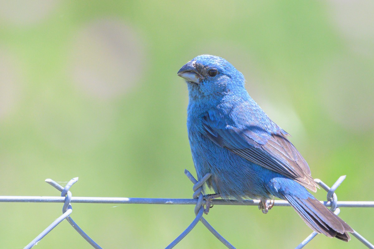 Glaucous-blue Grosbeak - Jesse Kolar