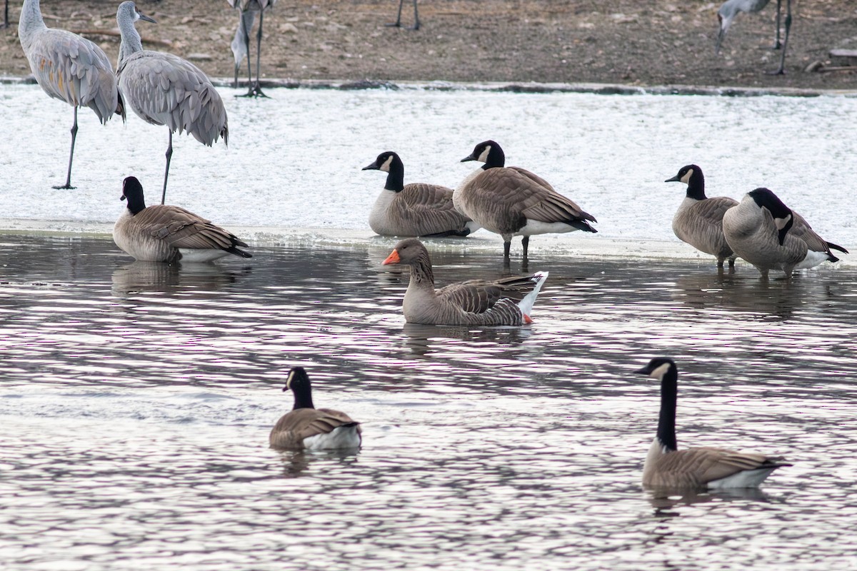 Graylag Goose (Domestic type) - ML627509780