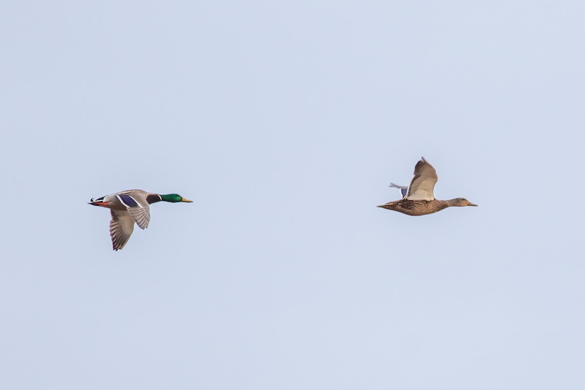 Mallard - ML627509808