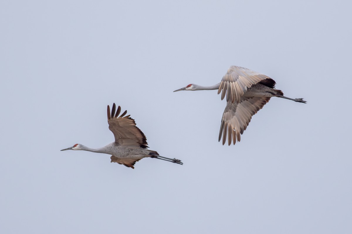 Sandhill Crane - ML627509813