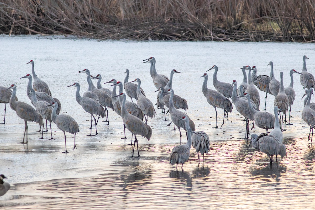 Sandhill Crane - ML627509814