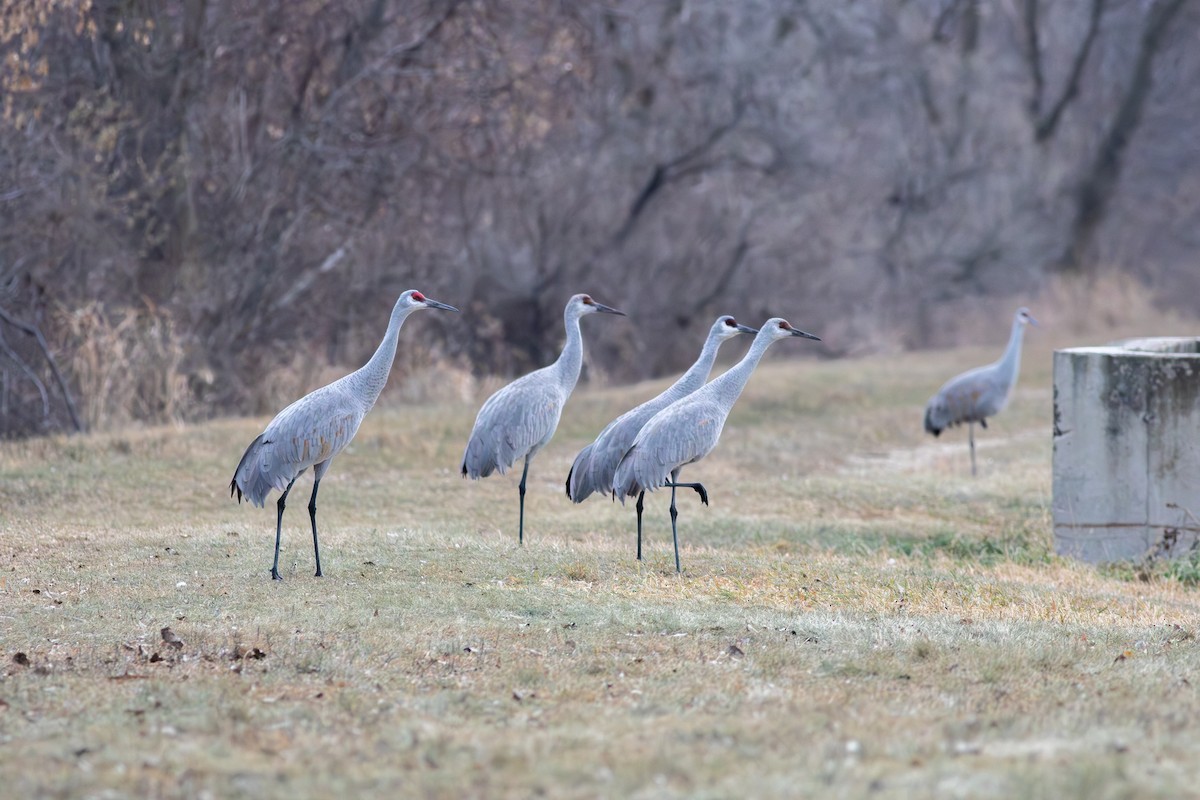 Sandhill Crane - ML627509815