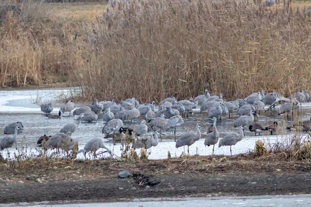 Sandhill Crane - ML627509816