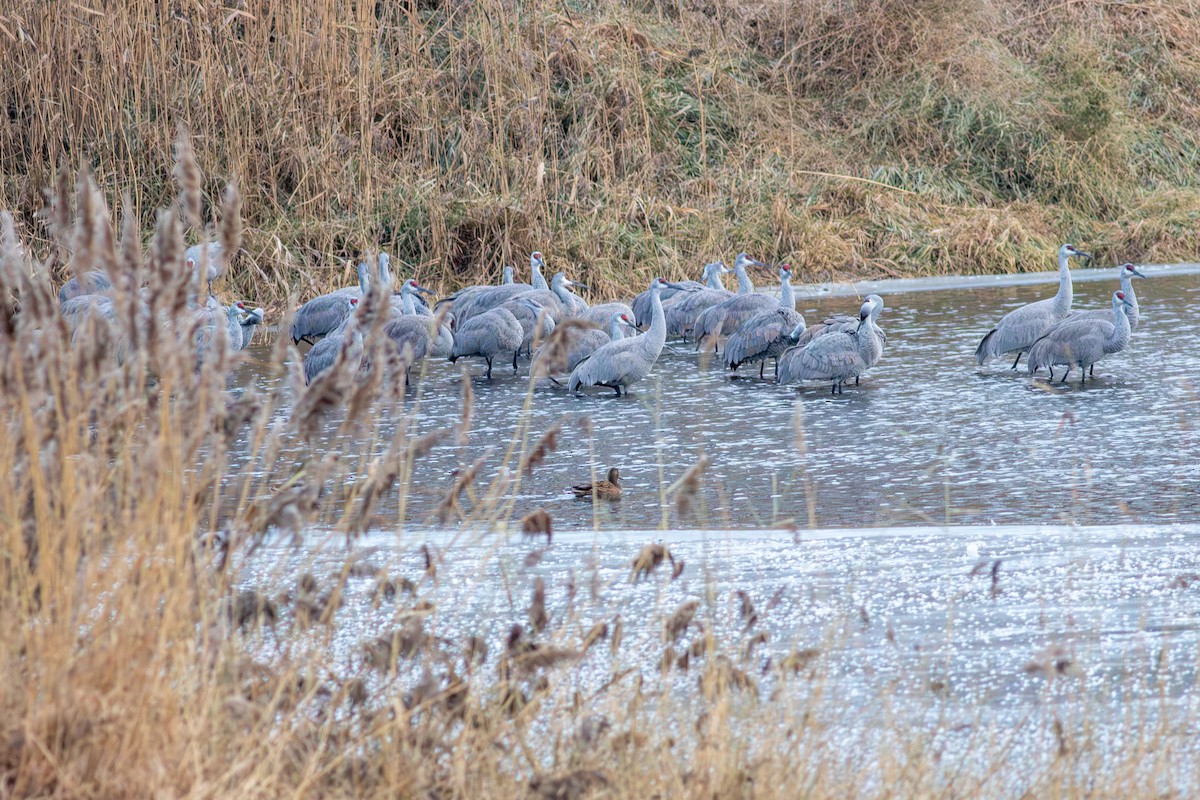 Sandhill Crane - ML627509817