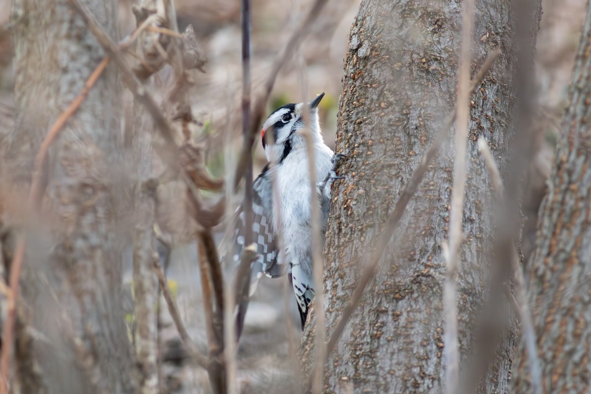 Downy Woodpecker - ML627509820