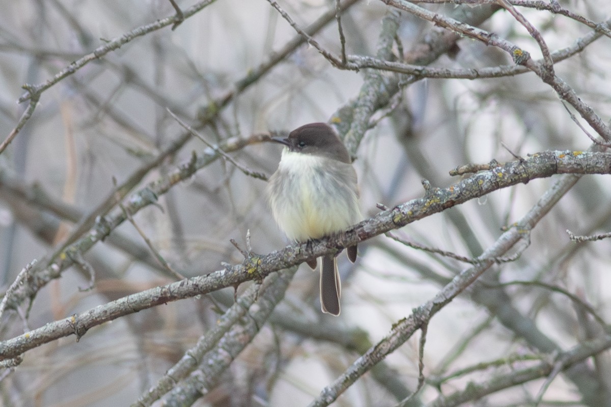 Eastern Phoebe - ML627509831