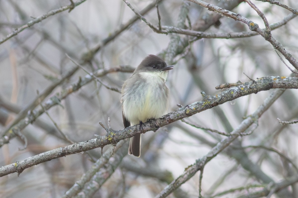 Eastern Phoebe - ML627509832