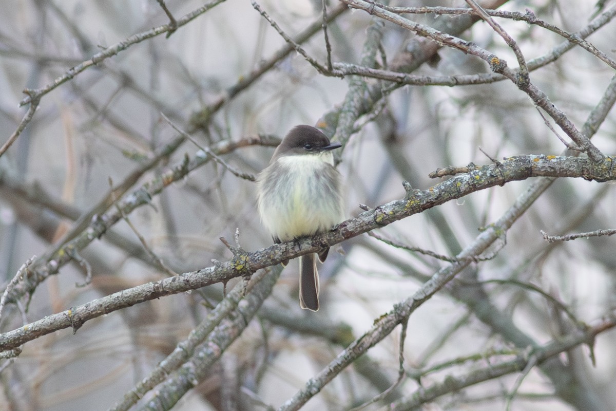 Eastern Phoebe - ML627509833