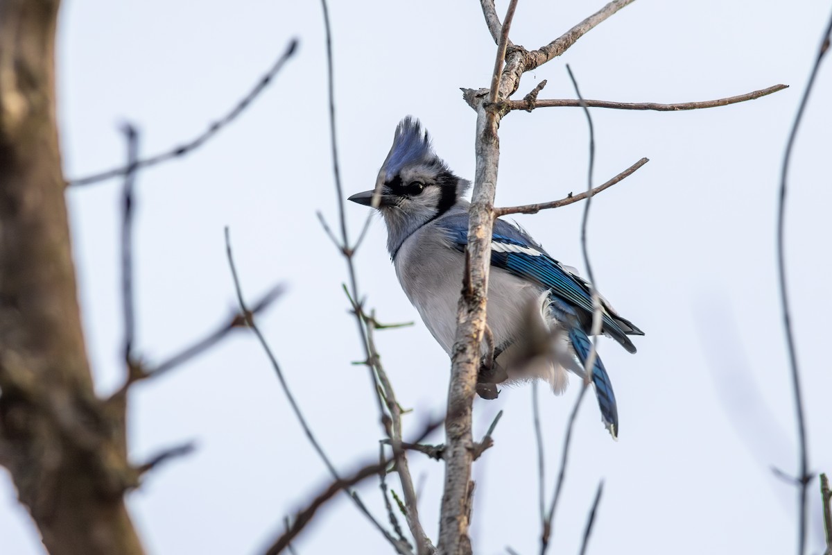 Blue Jay - ML627509845