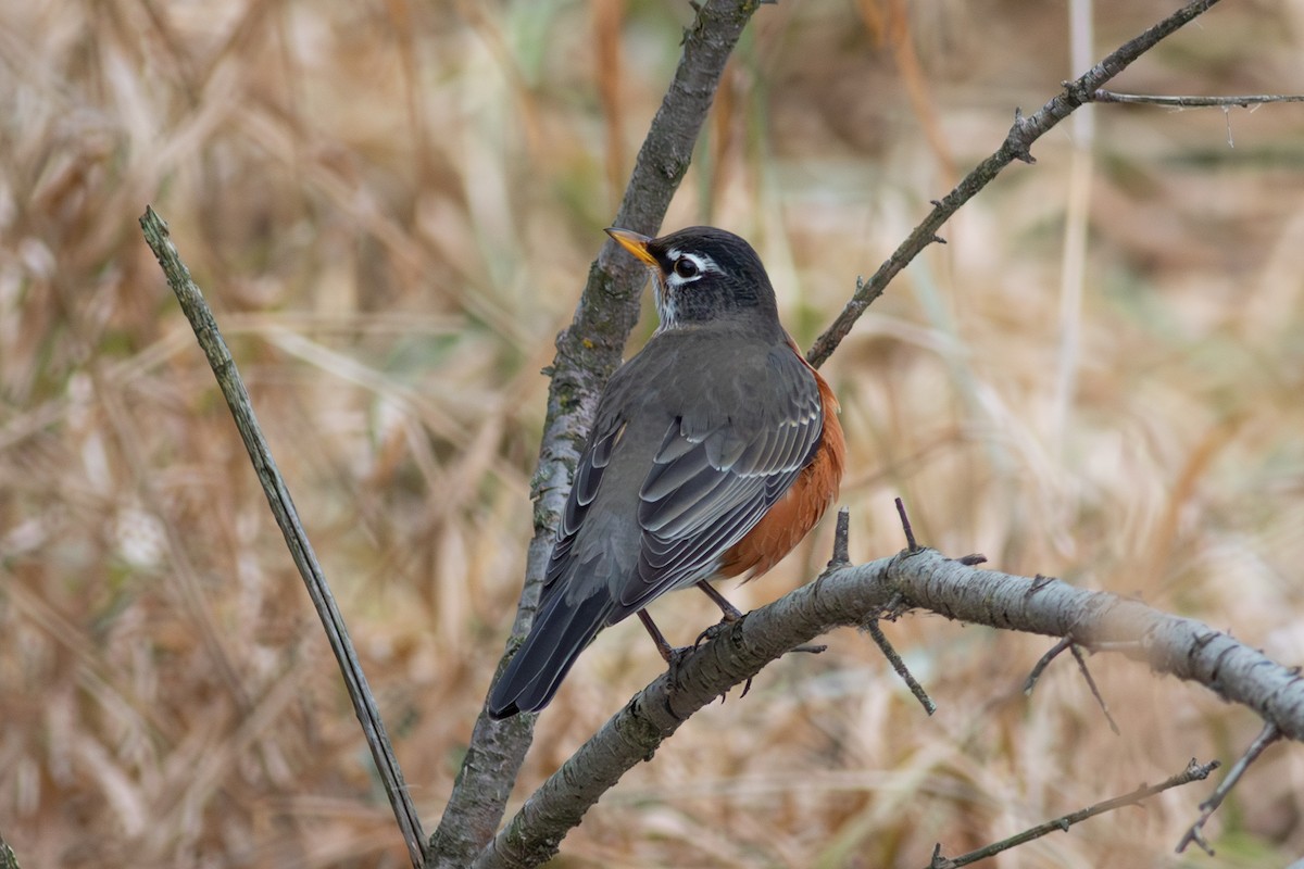 American Robin - ML627509849