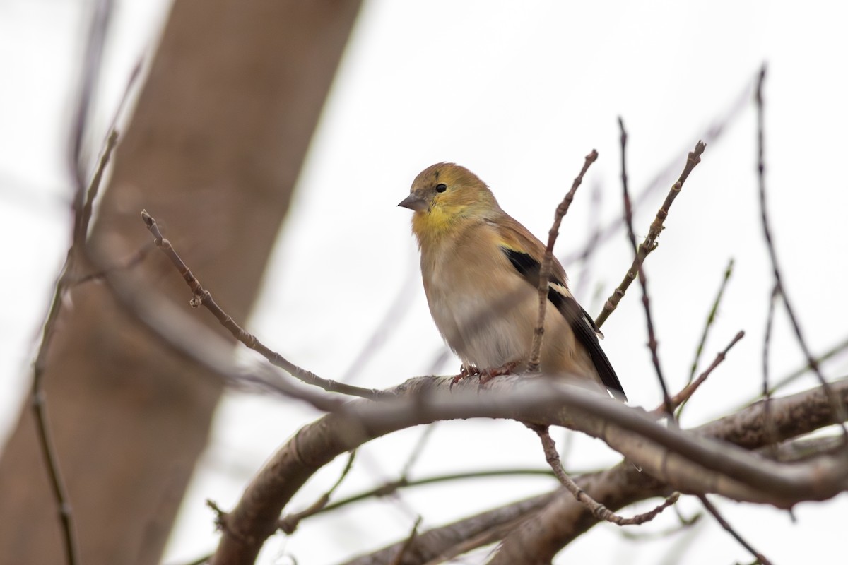 American Goldfinch - ML627509851