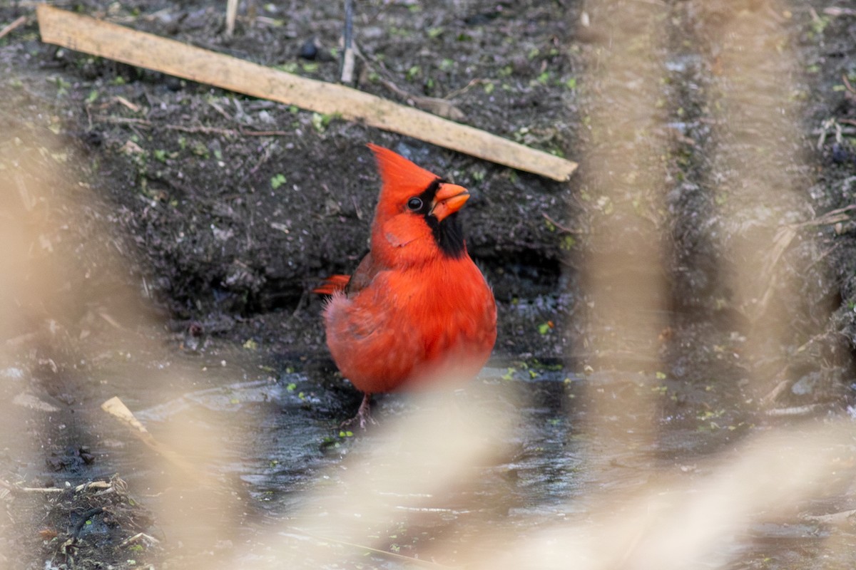 Northern Cardinal - ML627509859