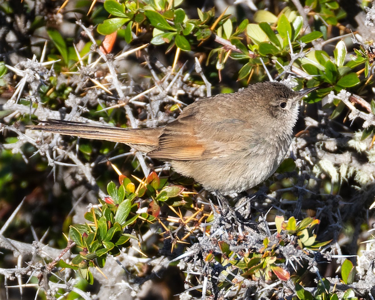 Sharp-billed Canastero - ML627509885