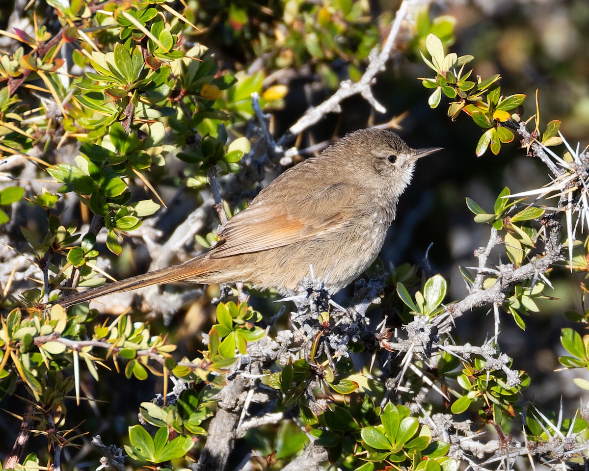 Sharp-billed Canastero - ML627509886
