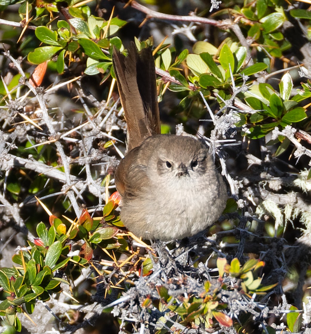 Sharp-billed Canastero - ML627509887