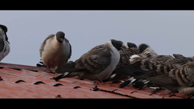 Snow Pigeon - ML627510161