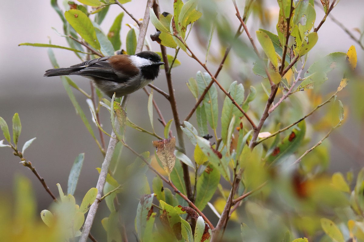 Chestnut-backed Chickadee - ML627510170