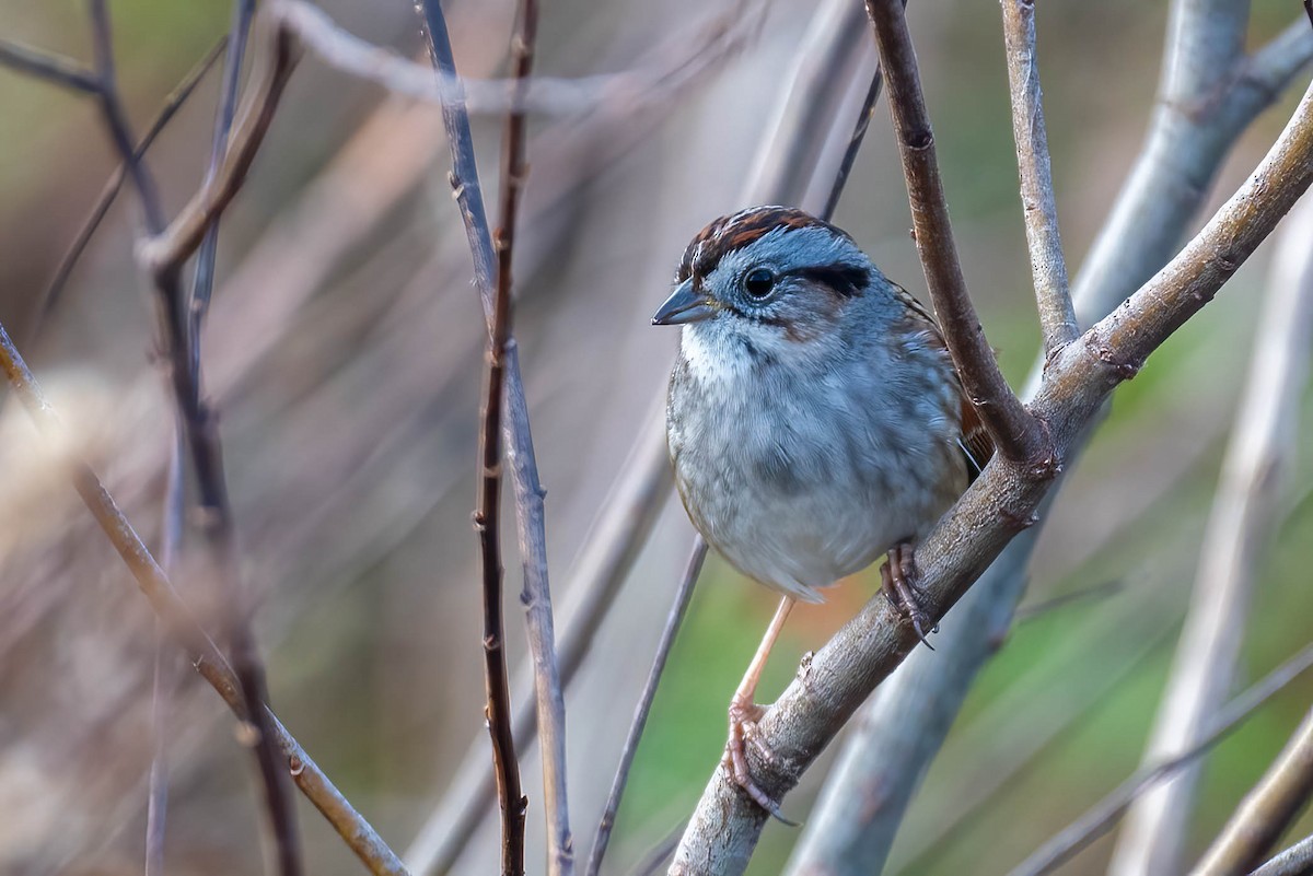 Swamp Sparrow - ML627510252