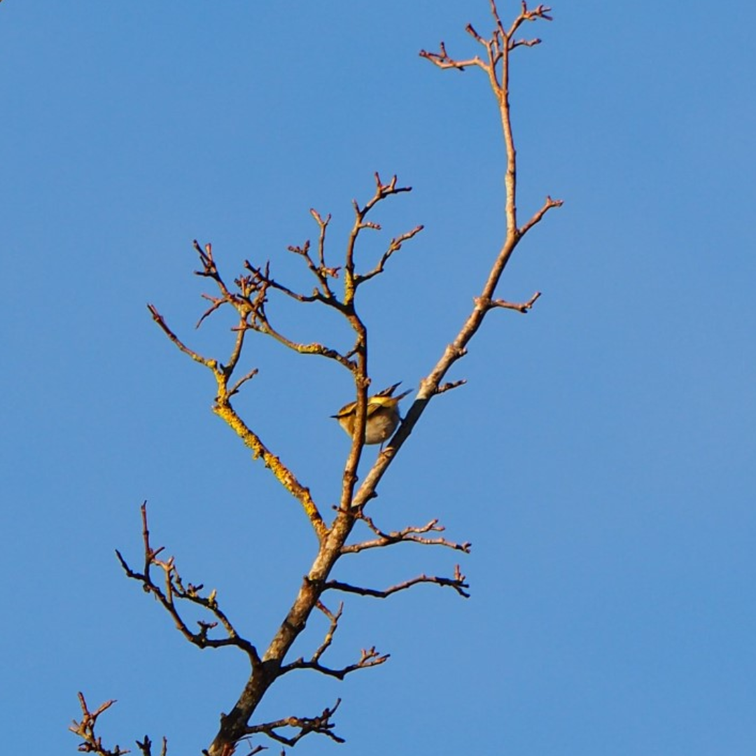Pallas's Leaf Warbler - ML627510558