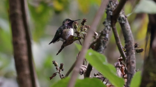 Bumblebee Hummingbird - ML627510607