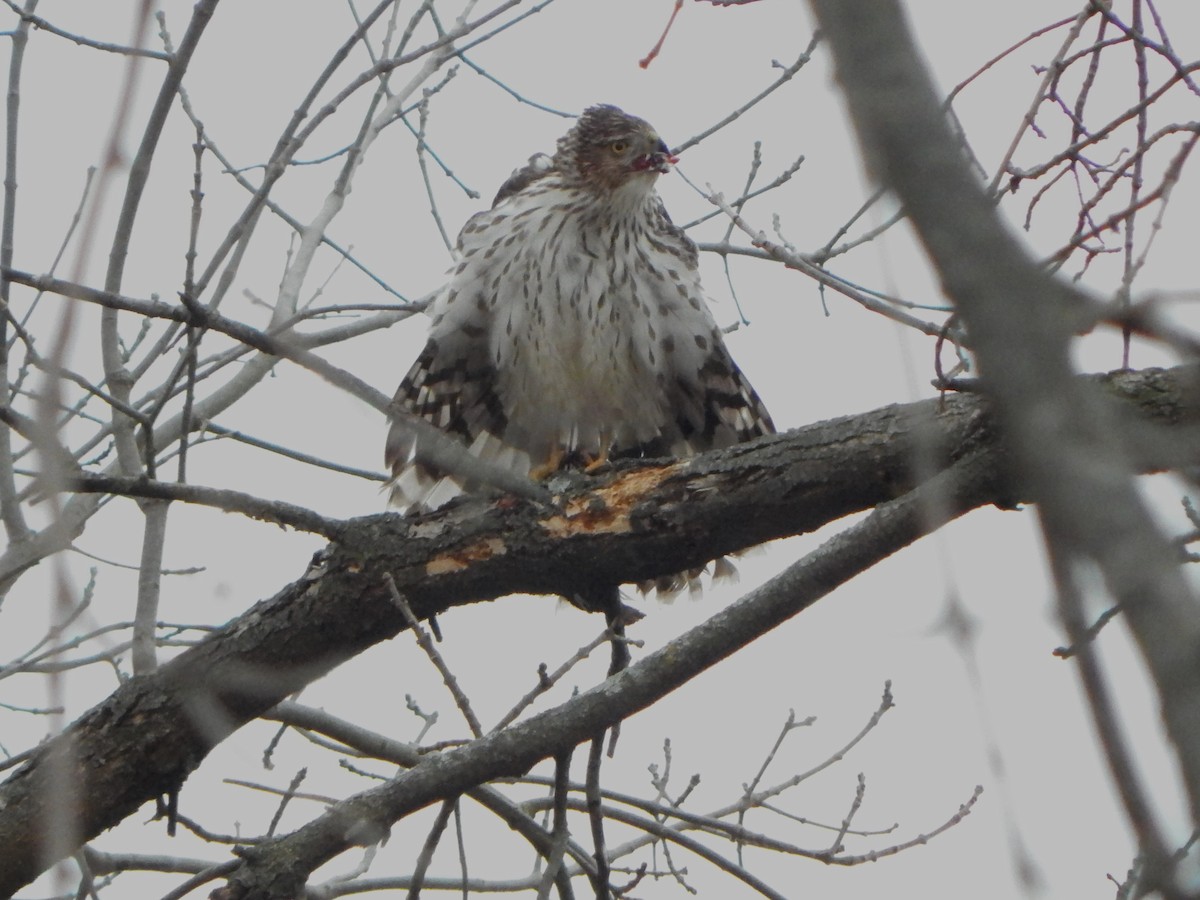 Rundschwanzhabicht - ML627510646