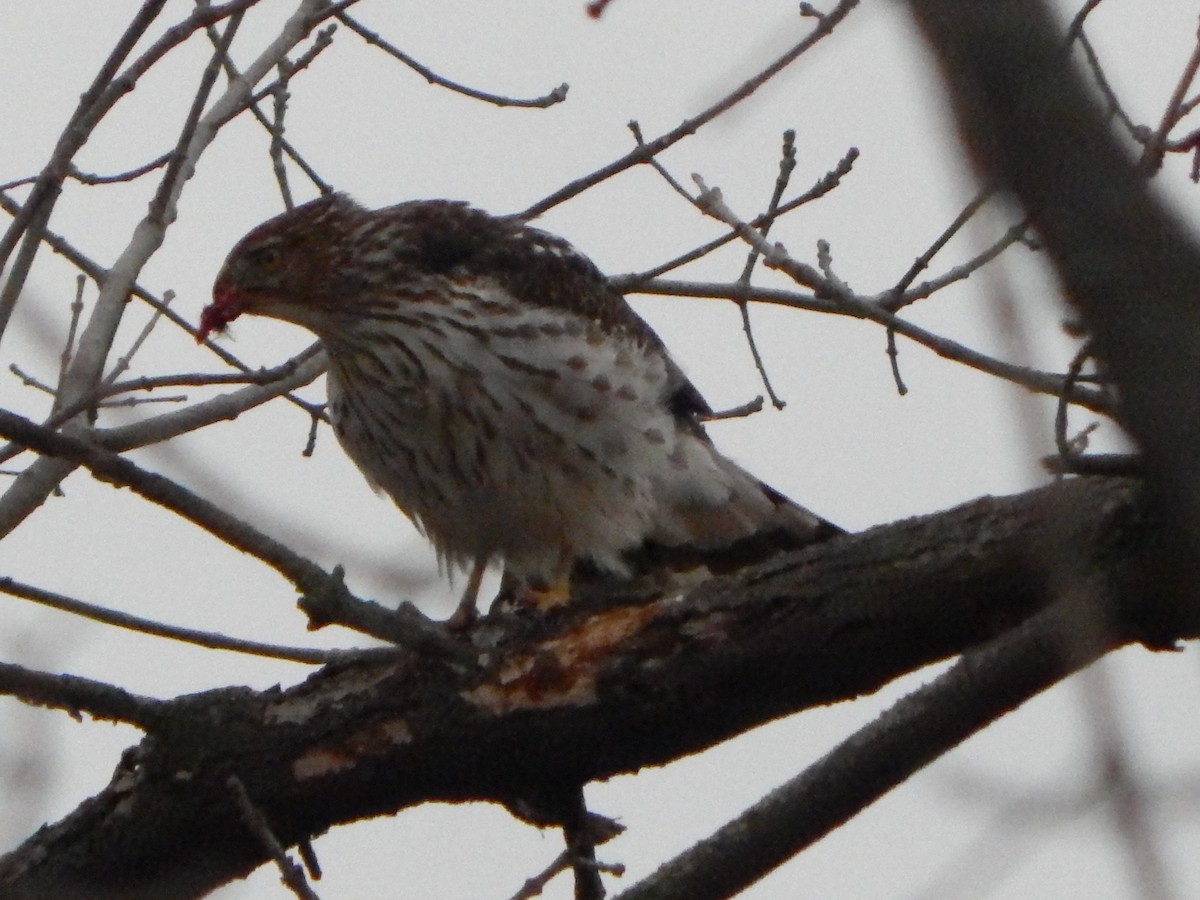 Rundschwanzhabicht - ML627510647