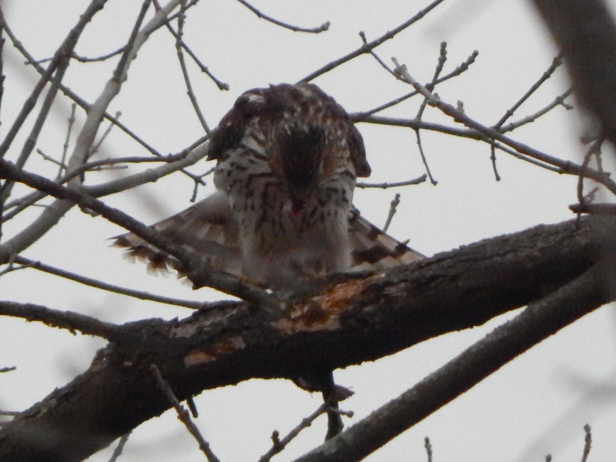 Rundschwanzhabicht - ML627510648