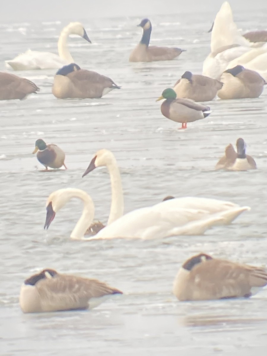 Trumpeter Swan - ML627510900