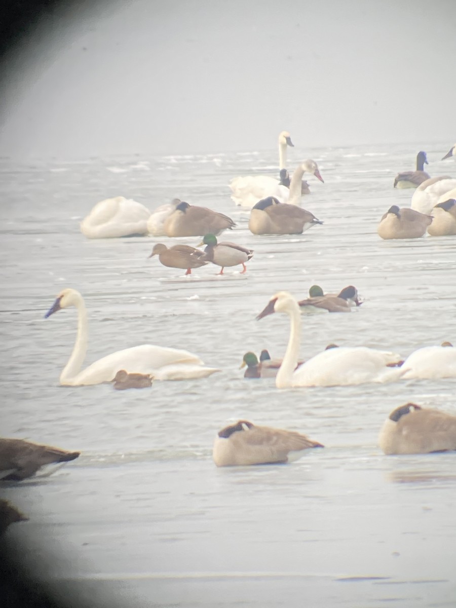 Trumpeter Swan - ML627510901