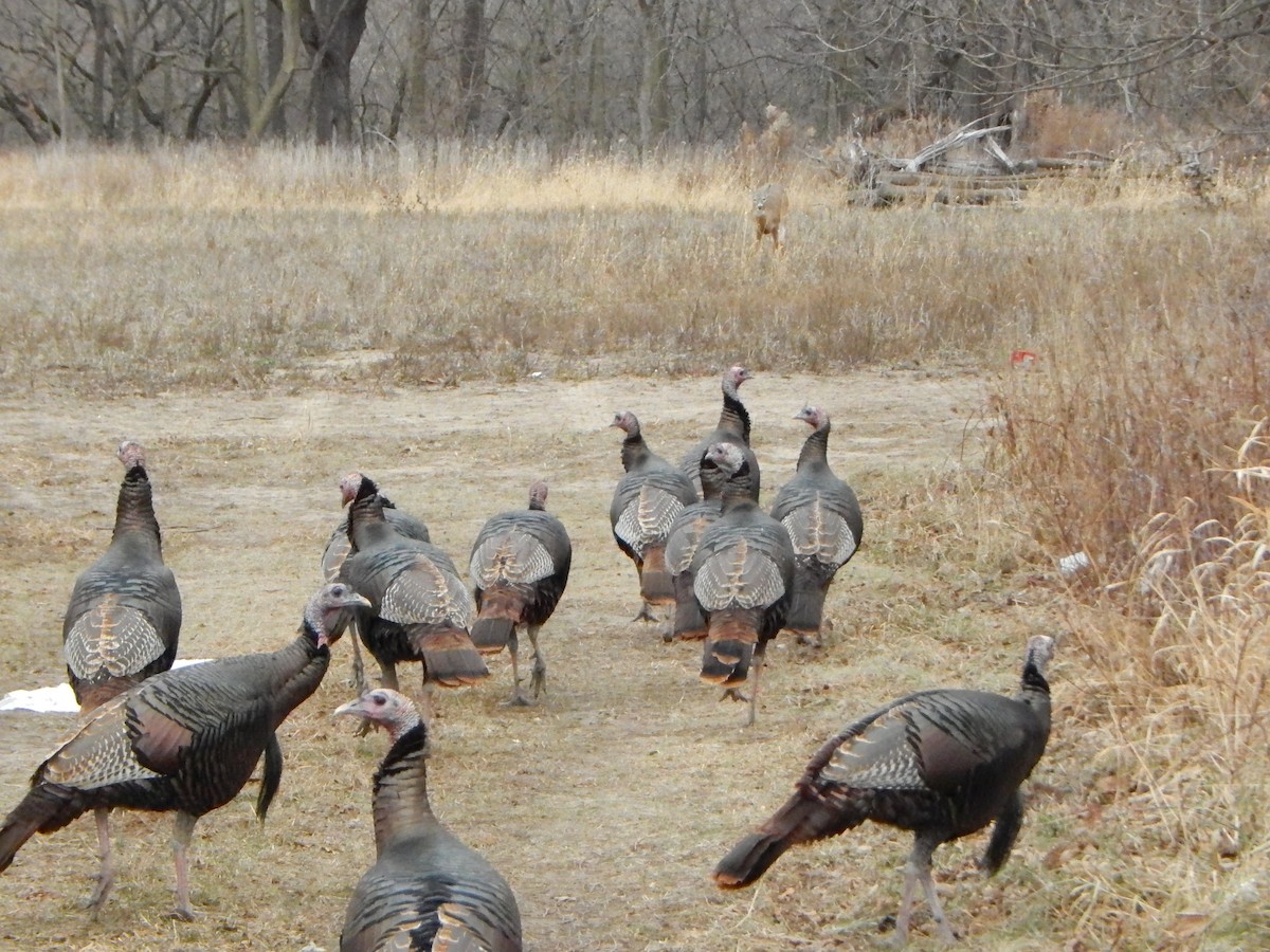 Truthuhn - ML627510912