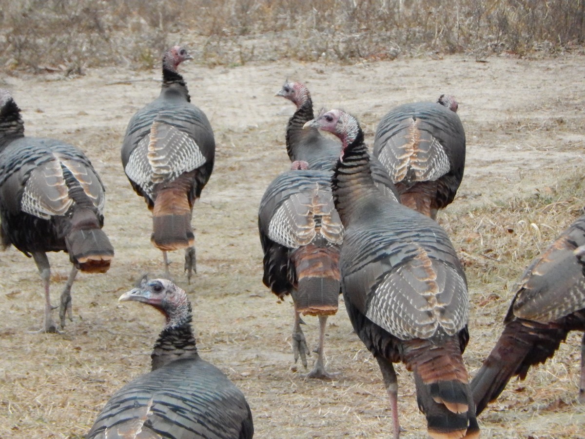 Truthuhn - ML627510913