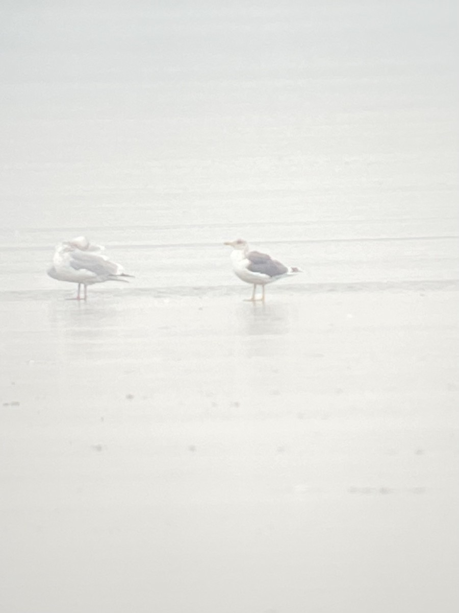 Lesser Black-backed Gull - ML627510935