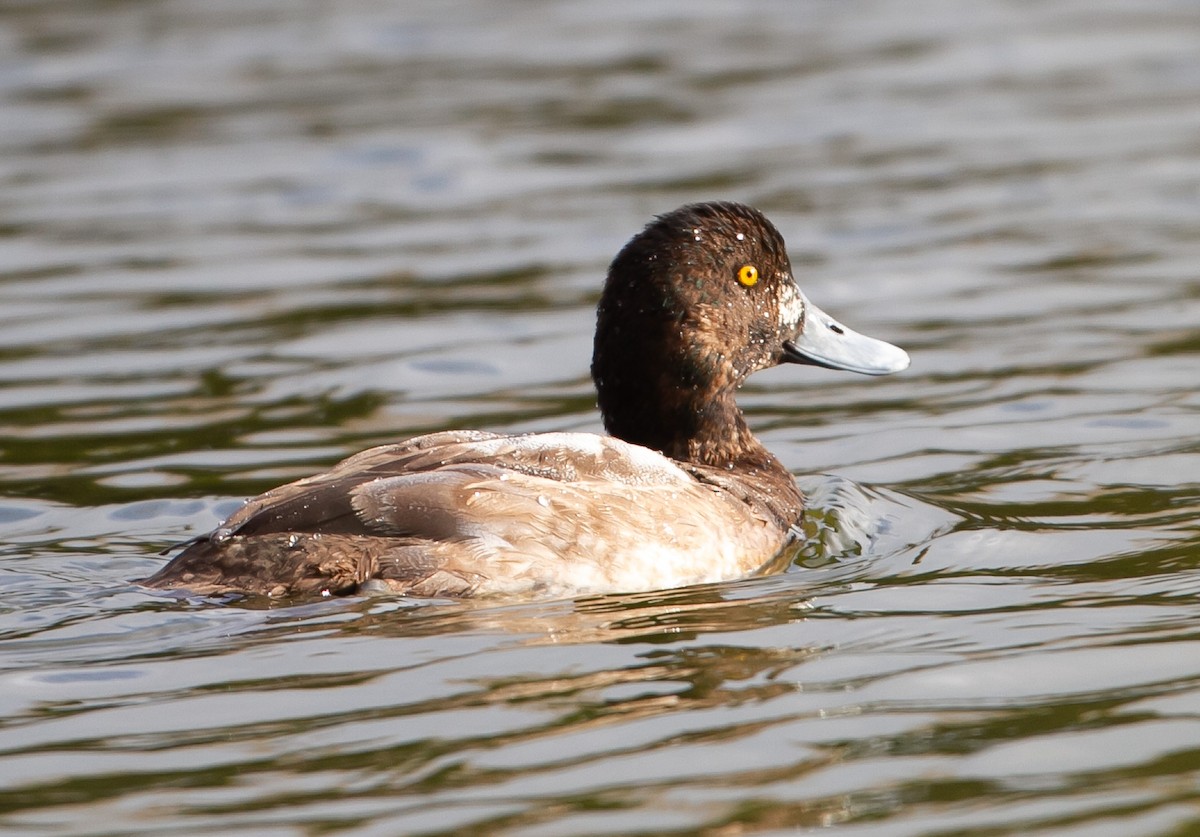 Greater Scaup - ML627511173