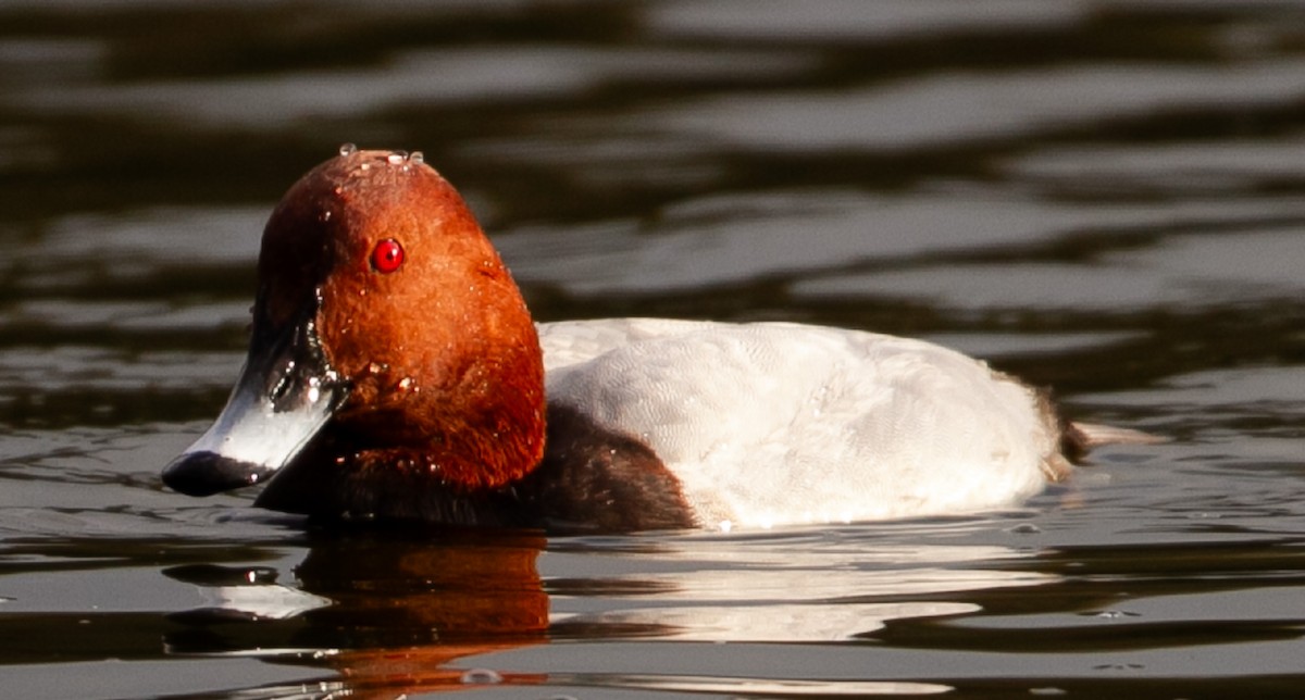 Common Pochard - ML627511188