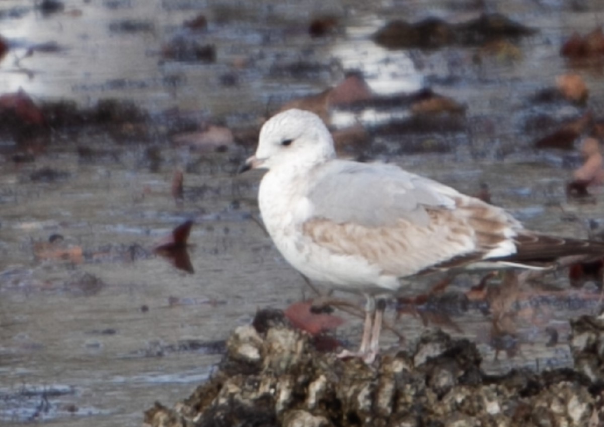 Common Gull - ML627511220