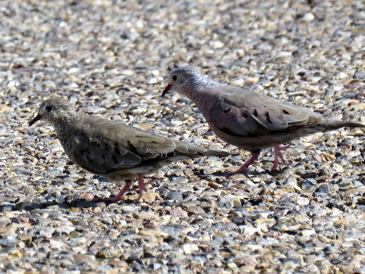 Common Ground Dove - ML62751131