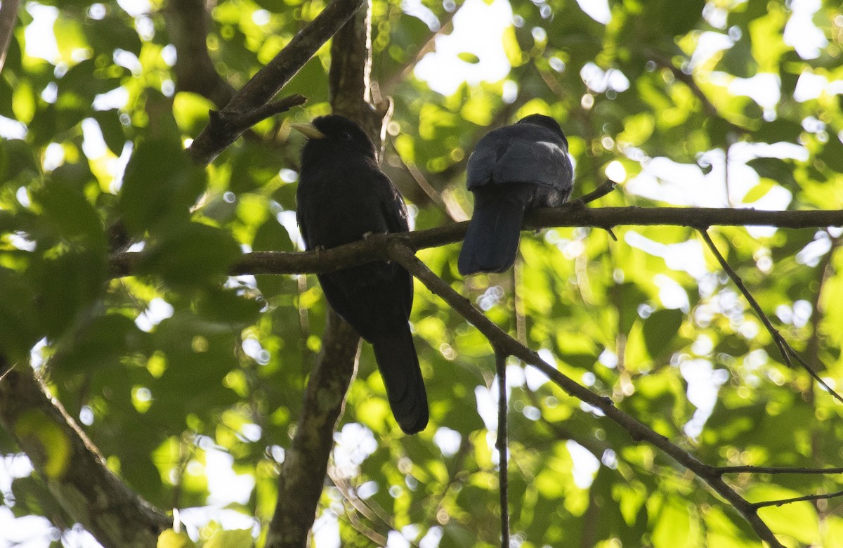 Yellow-billed Nunbird - ML627511387