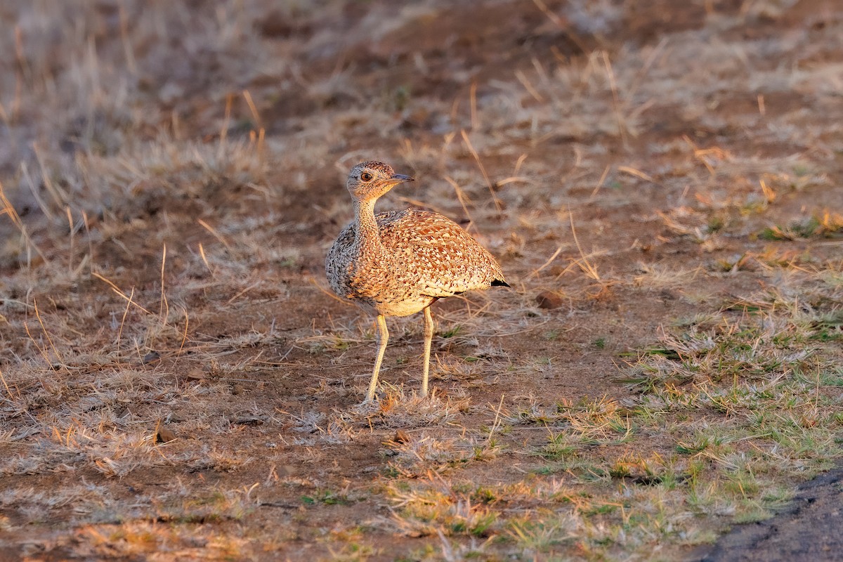 Red-crested Bustard - ML627511445