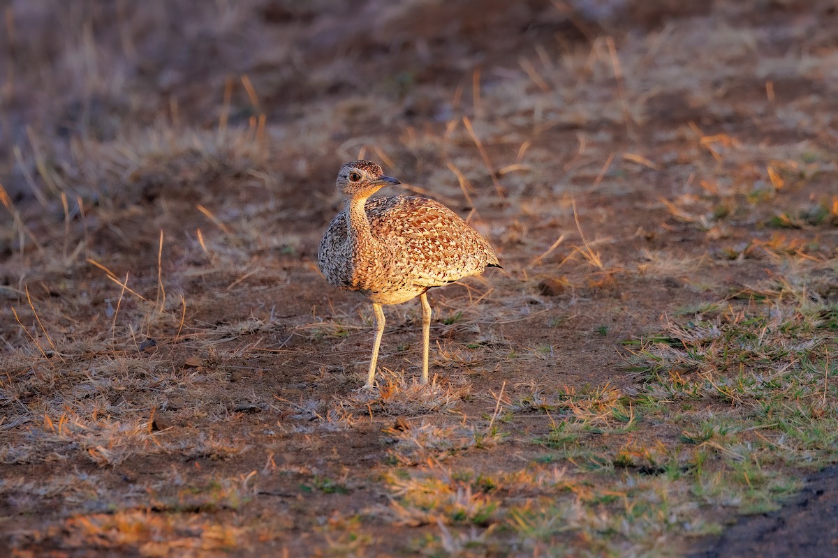 Red-crested Bustard - ML627511446