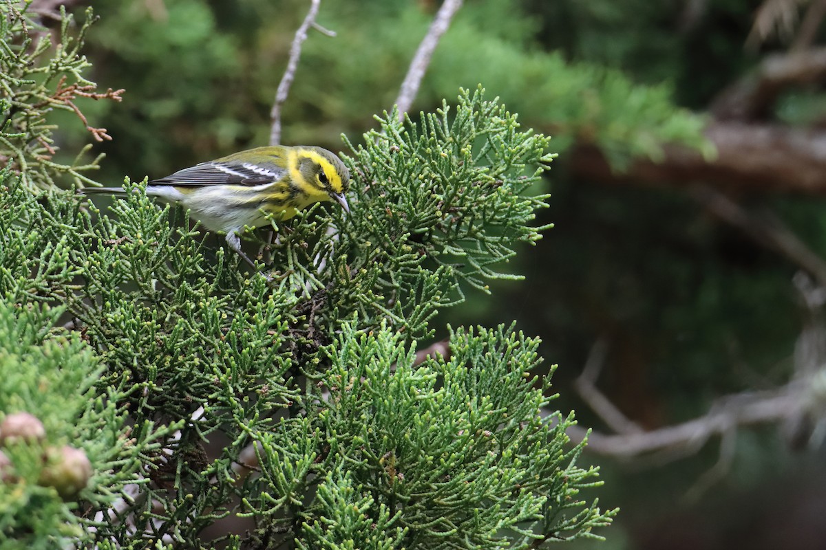 Townsend's Warbler - ML627511492