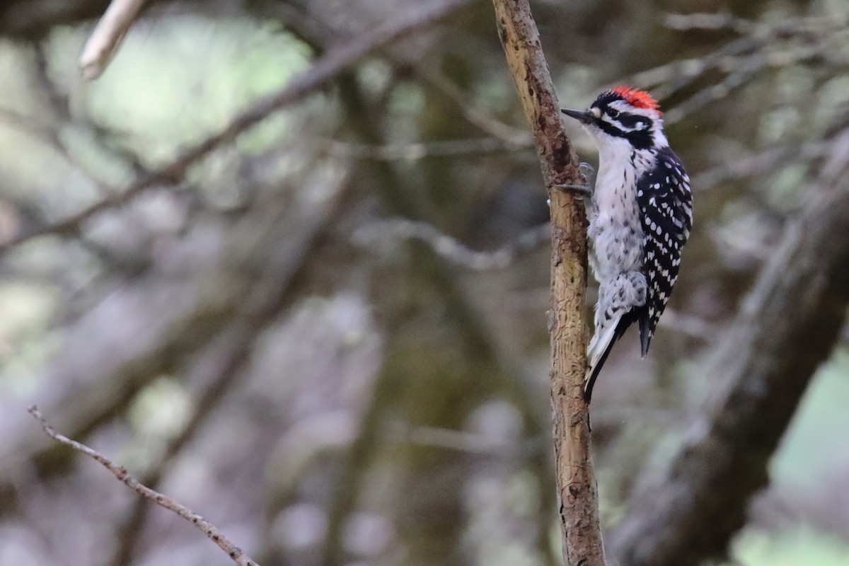 Nuttall's Woodpecker - ML627511606