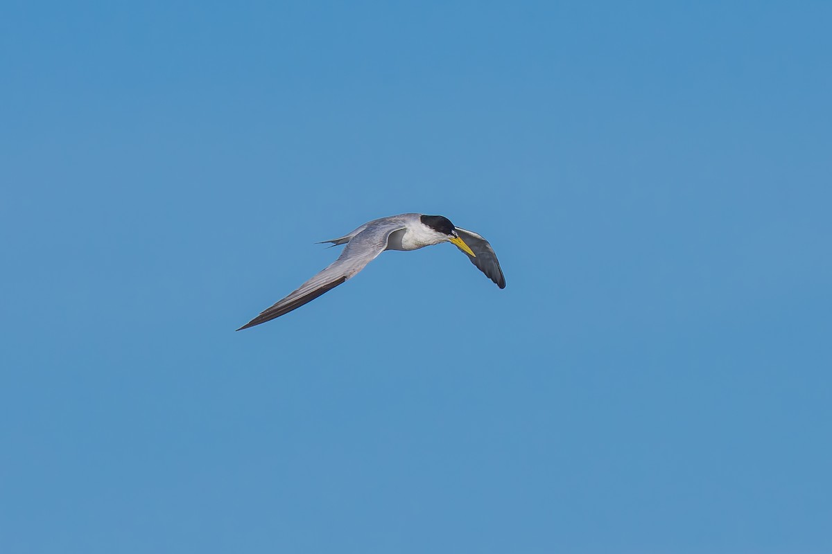 Yellow-billed Tern - ML627511697