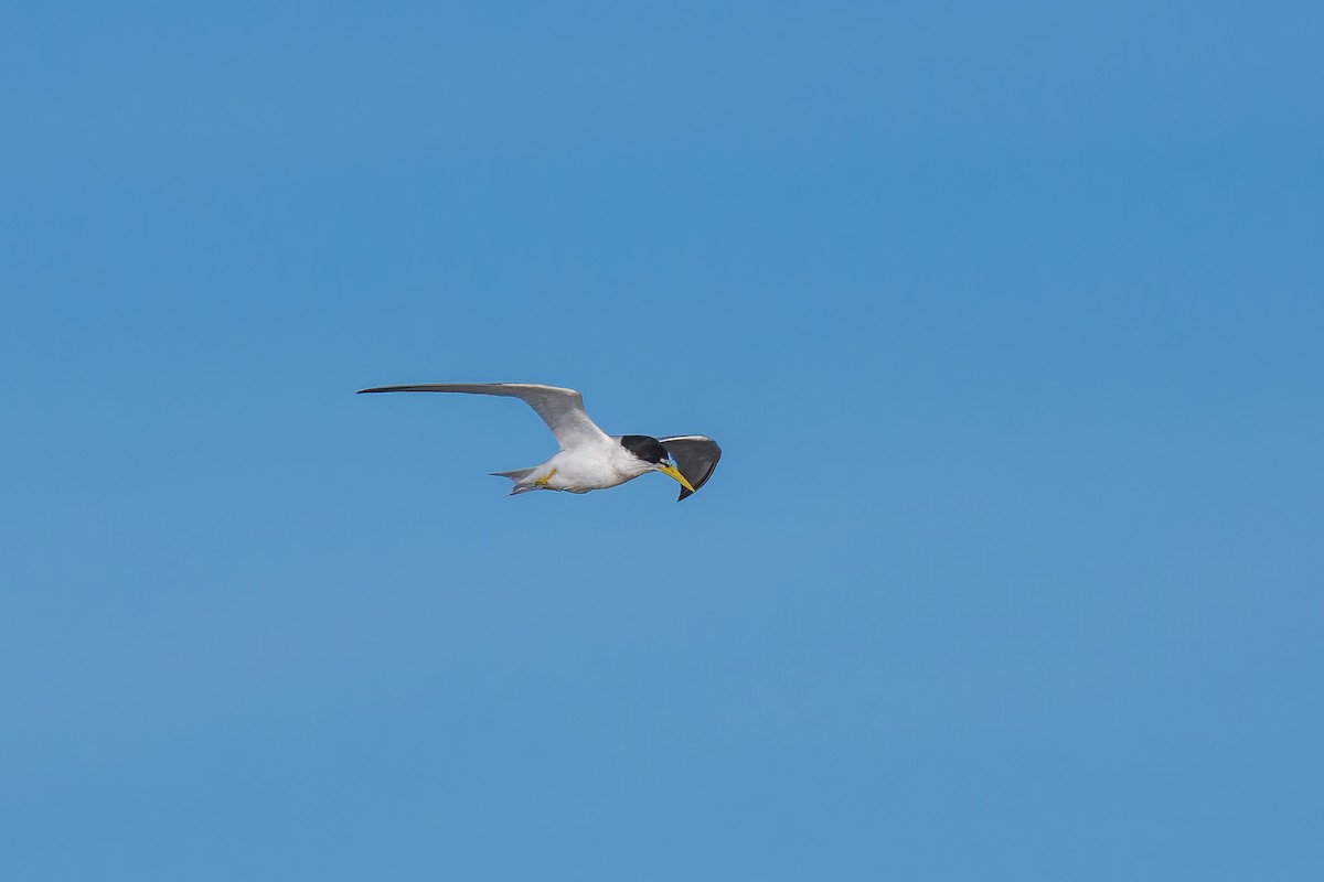 Yellow-billed Tern - ML627511698