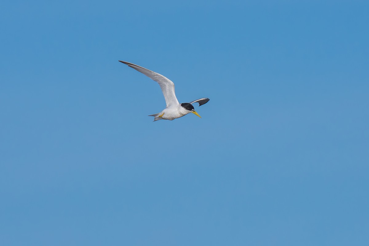 Yellow-billed Tern - ML627511699