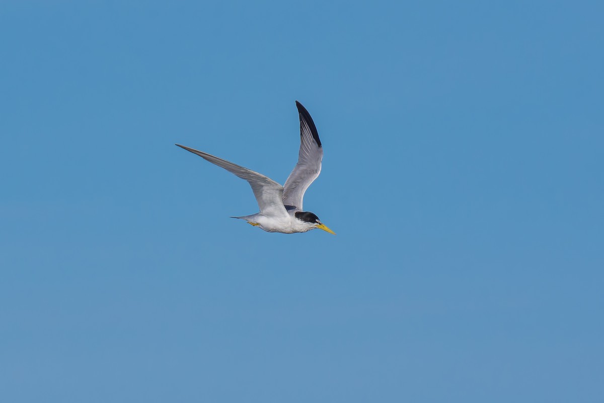 Yellow-billed Tern - ML627511700